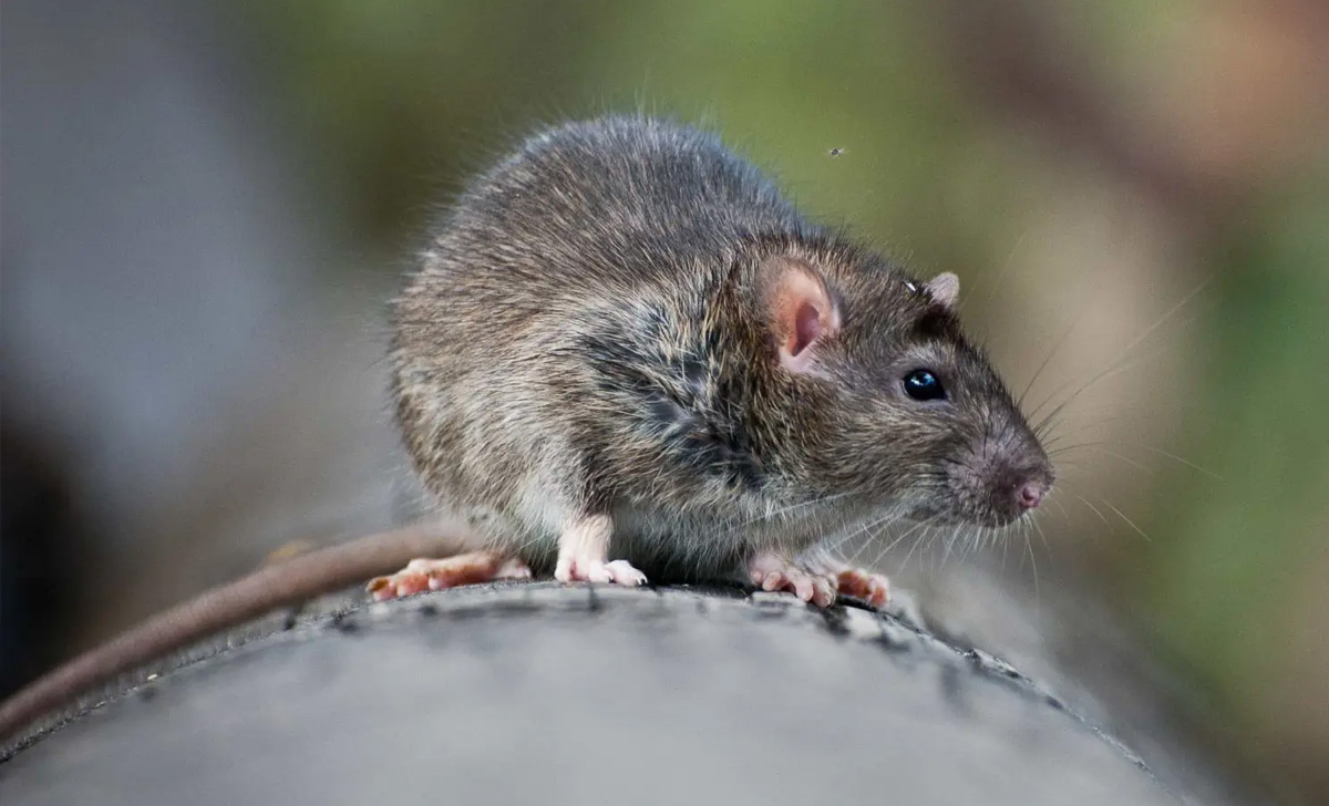 Dedetização de Ratos em Ubatuba - SP | Desratização SP