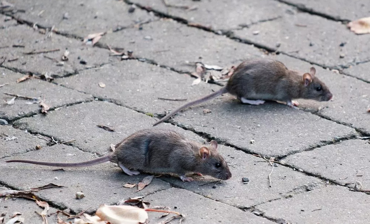 Dedetização de Ratos em Piedade - SP | Desratização SP