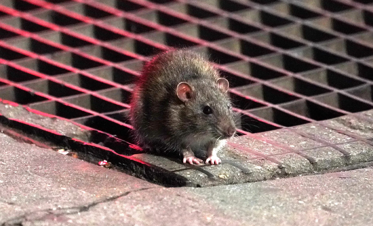 Dedetização de Ratos em Bertioga - SP | Desratização SP
