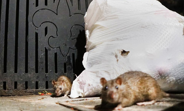 Dedetizadora de Ratos em Ubatuba - SP 