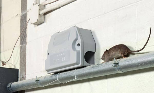 Dedetizadora de Ratos em Mauá - SP 