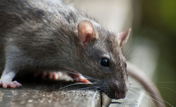 Dedetizadora de Ratos em Mauá - SP 