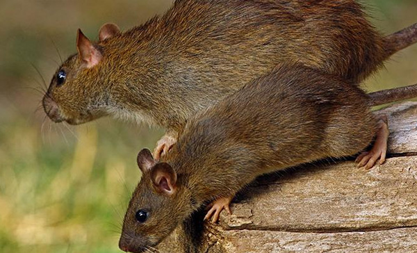 Dedetizadora de Ratos em Mauá - SP 