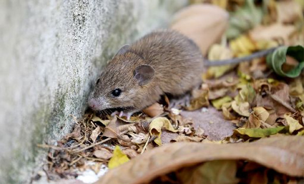 Dedetizadora de Ratos em Campo Limpo Paulista - SP 