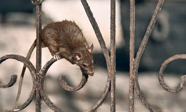 Dedetizadora de Ratos em Campo Limpo Paulista - SP 