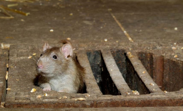 Dedetizadora de Ratos em Mauá - SP 