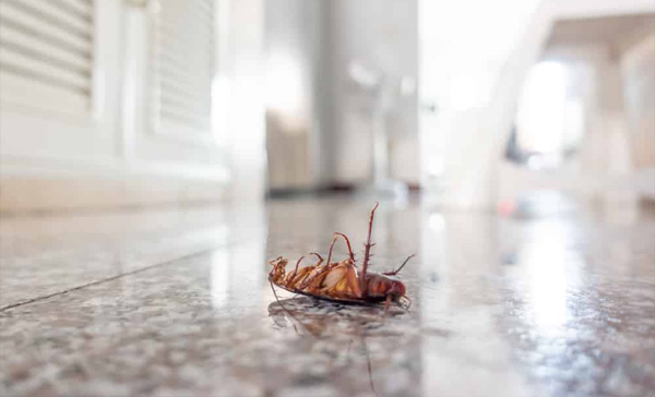 Dedetização de Baratas em Sumaré - SP 