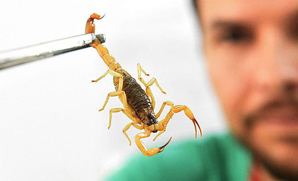 Dedetizadora de Escorpião em São Caetano do Sul - SP 