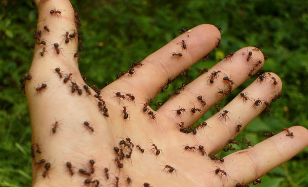 Serviço de Dedetização de Formigas em Campinas - SP 