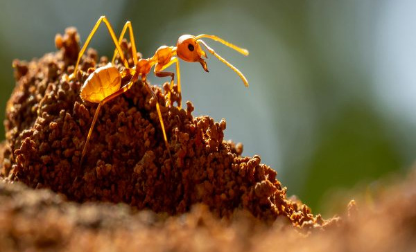Dedetização de Formigas em Sumaré - SP 
