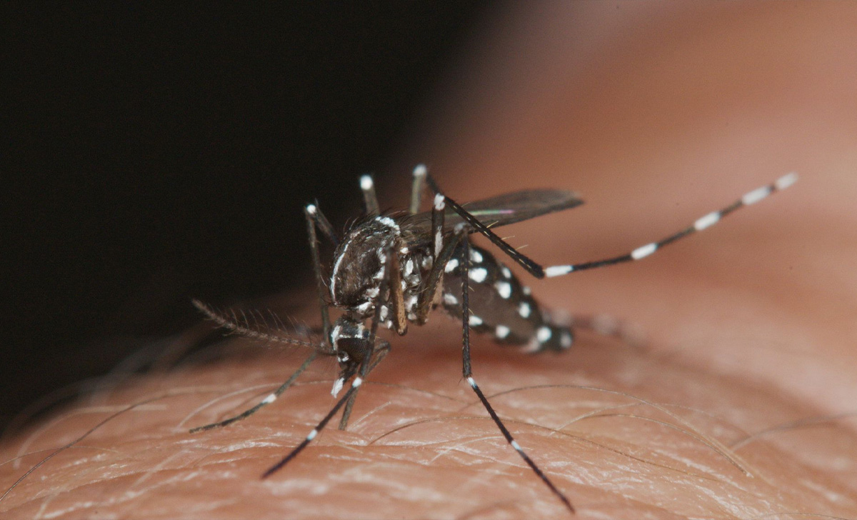 Dedetização do Mosquito da Dengue em Sumaré - SP | Dedetizadora SP Dengue