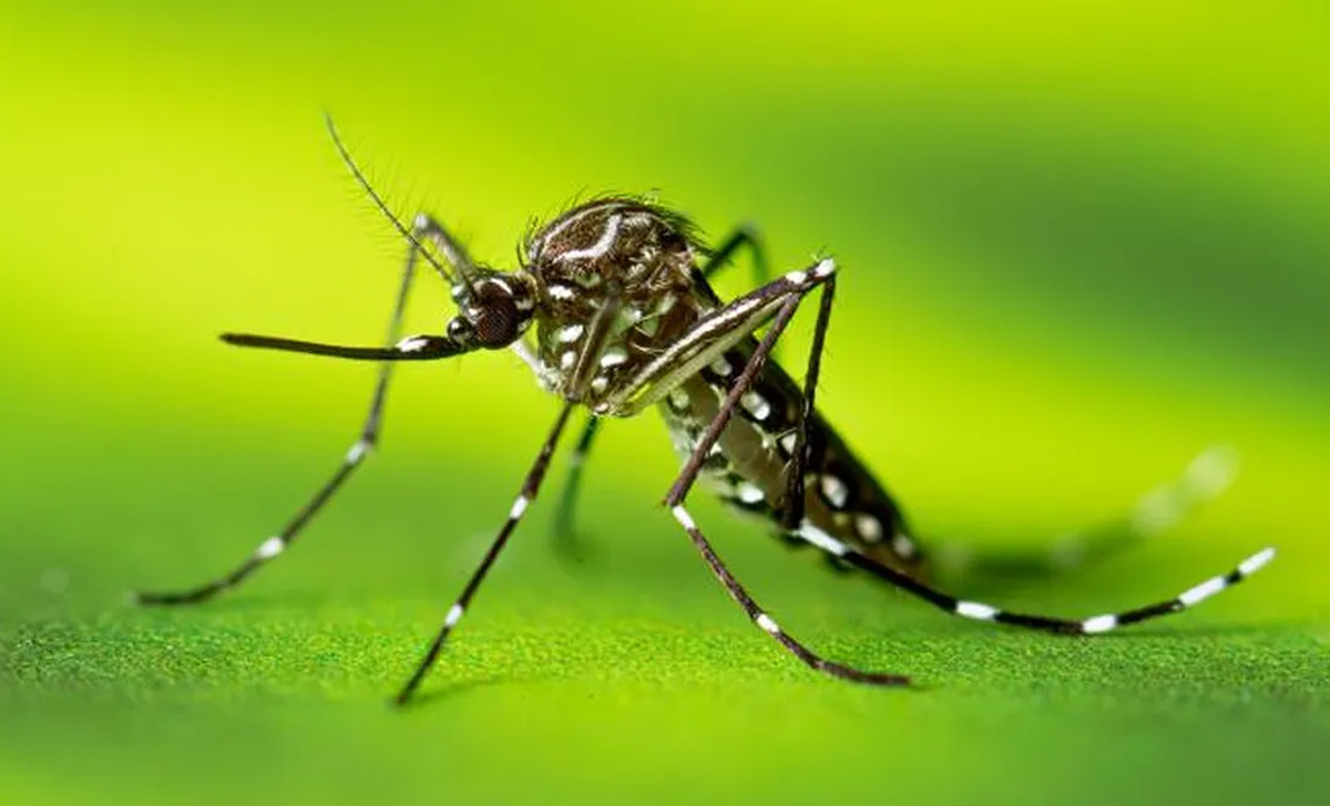 Dedetização do Mosquito da Dengue em Vinhedo - SP | Dedetizadora Combate Ambiental
