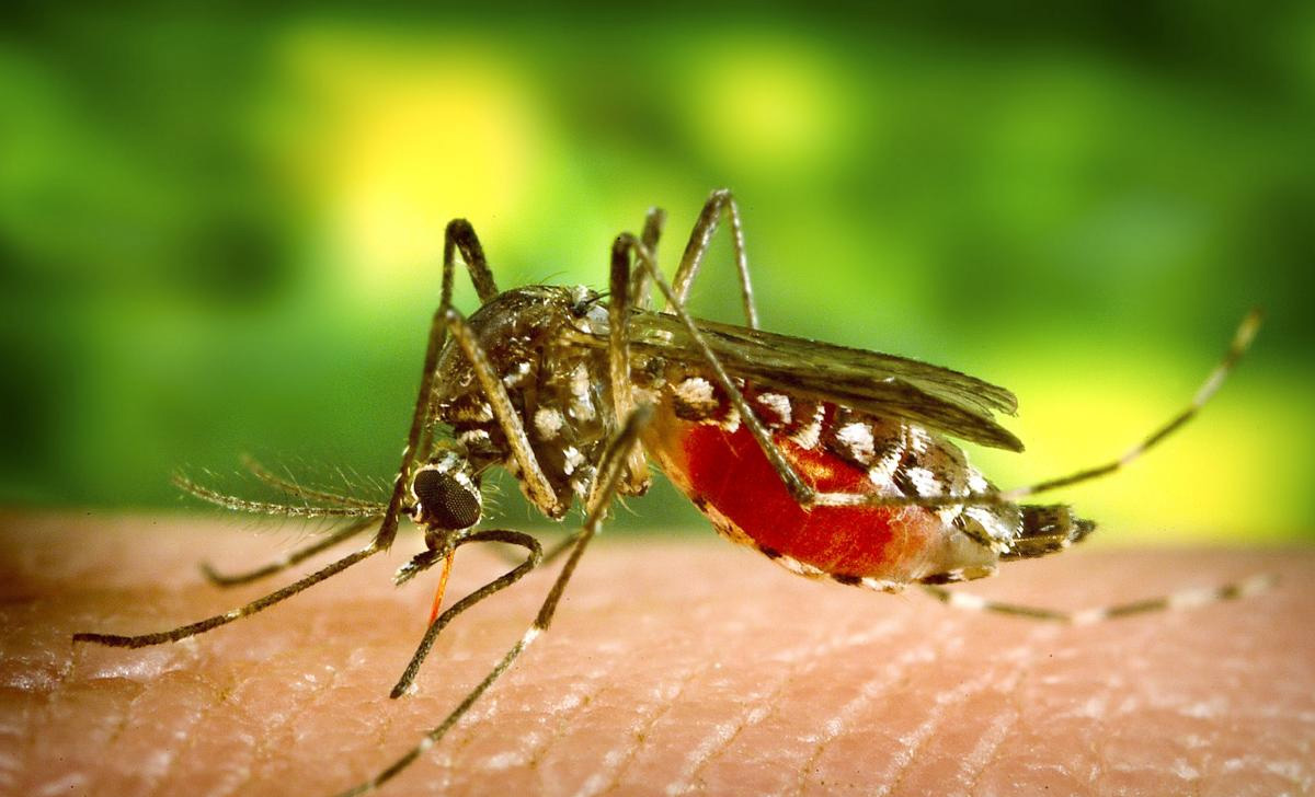 Dedetização do Mosquito da Dengue em Sorocaba - SP | Dedetizadora Mosquito da Dengue SP