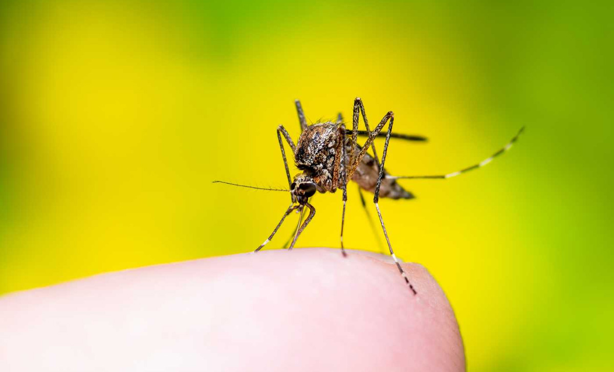 Dedetização do Mosquito da Dengue em Mairinque - SP | Dedetizadora Mosquito da Dengue SP