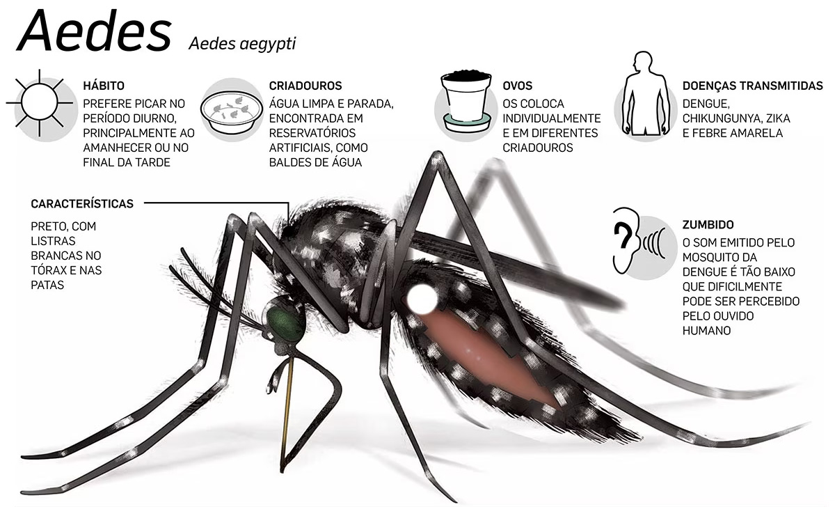 Dedetização do Mosquito da Dengue em São Sebastião - SP | Dedetizadora SP Combate Ambiental
