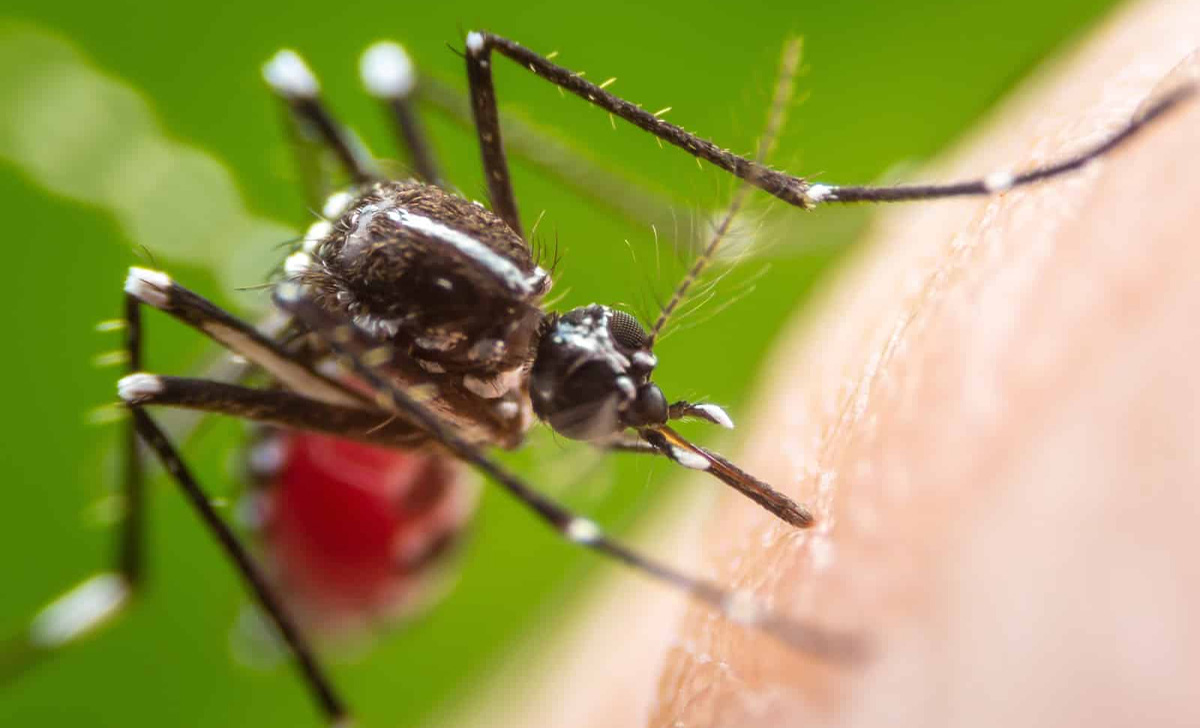 Dedetização do Mosquito da Dengue em Mauá - SP | Dedetizadora Dengue Combate Ambiental