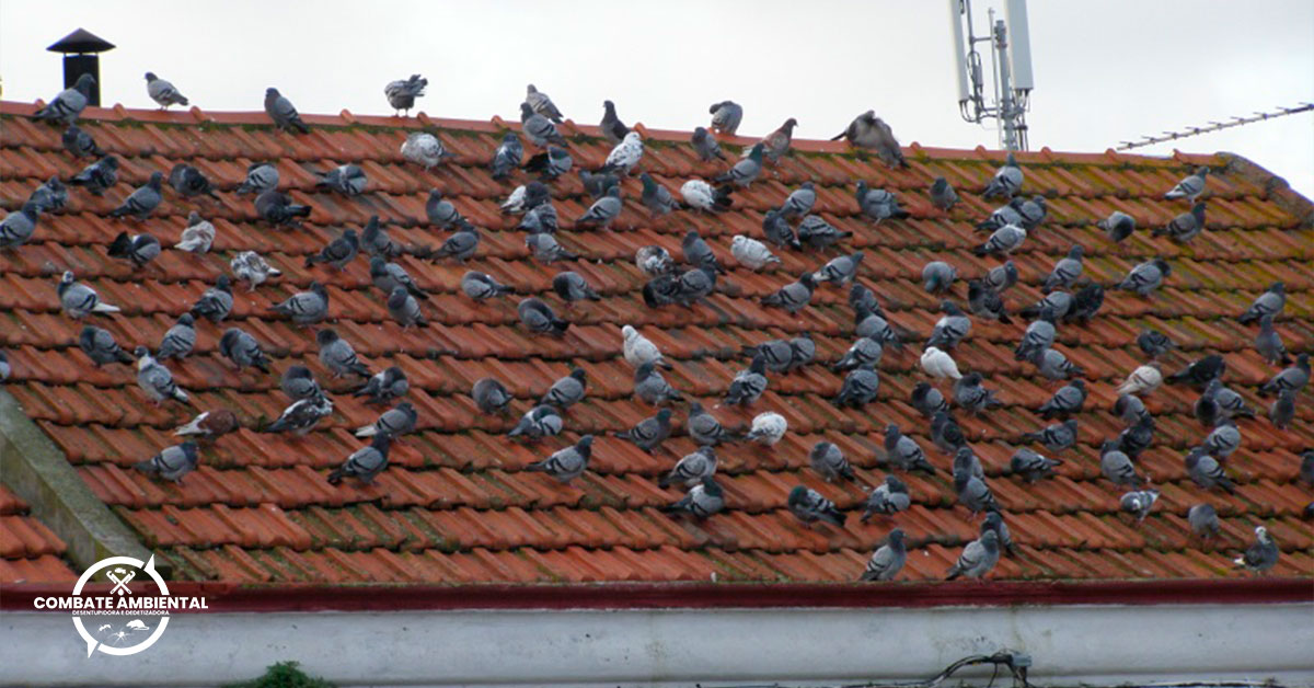 Dedetização e Controle de Pombos em Araçoiaba da Serra - SP | Controle de Pombos
